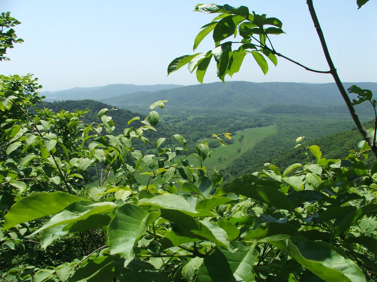 Forested hills of Ussuriysky Nature Reserve in Primorsky Krai